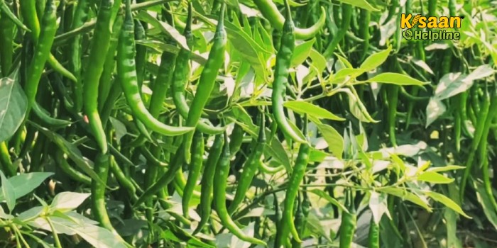 जानिए मिर्च की फसल पर लगने वाले हानिकारक कीट एवं रोग के लक्षण और रोकथाम के उपाय